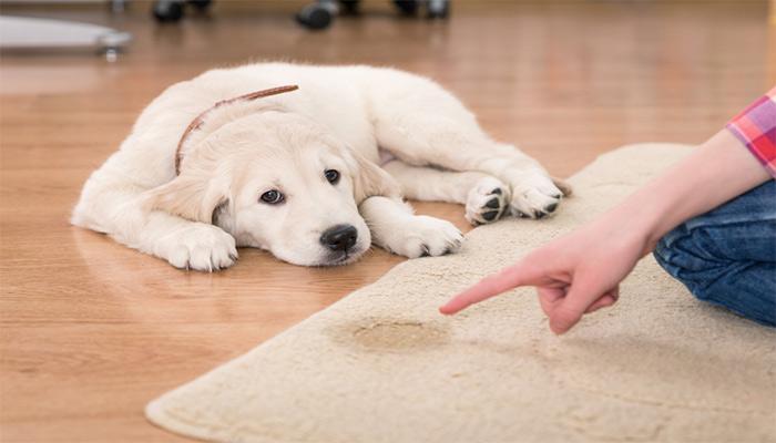 روش های از بین بردن بوی سگ در خانه