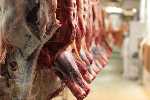 امکان کاهش قیمت گوشت گوساله تا 75 هزار تومان امکان کاهش قیمت گوشت گوساله تا 75 هزار تومان