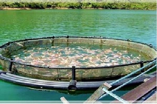 پرورش ماهی سی باس با محصول متناسب سازی شده آب های شمال و جنوب کشور