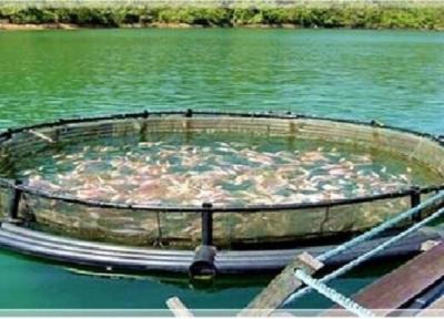 پرورش ماهی سی باس با محصول متناسب سازی شده آب های شمال و جنوب کشور